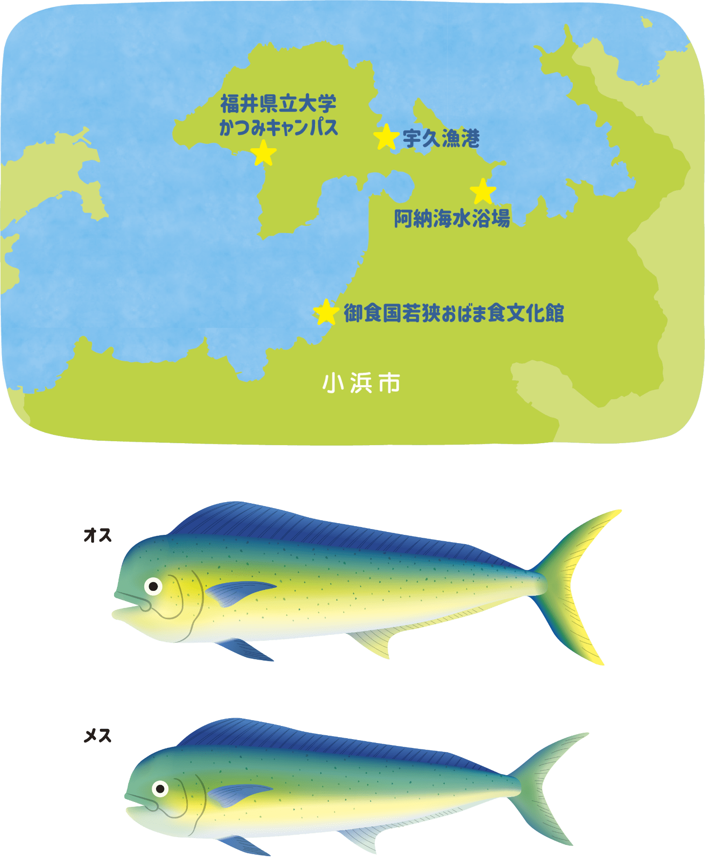 若狭湾と「シイラ」について