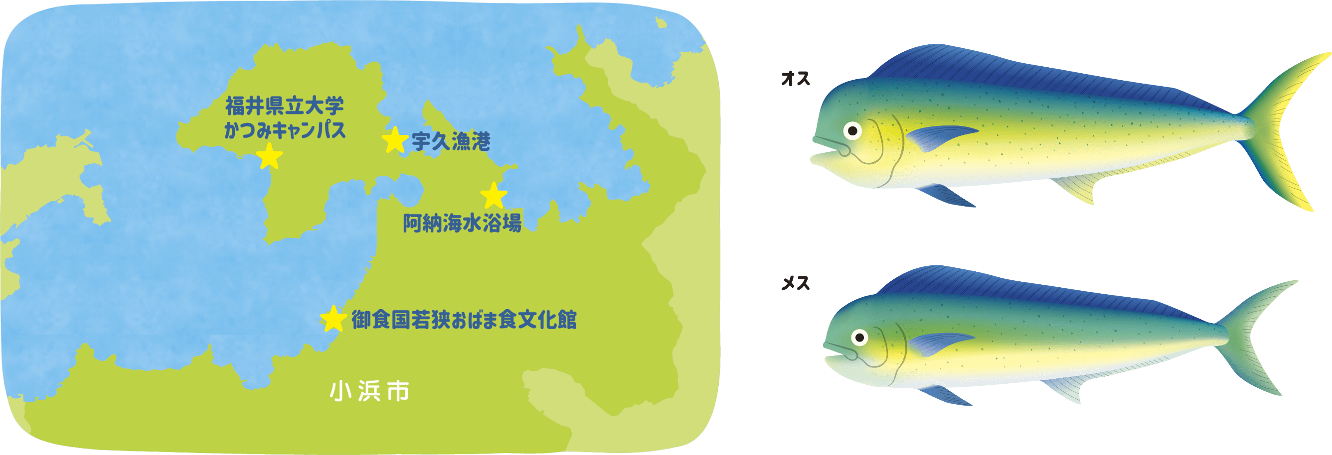 若狭湾と「シイラ」について